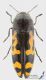 Ptosima_undecimmaculata_s_C01530.jpg
