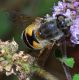 Eristalis arbustorum07mod1.jpg