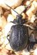 IMG_3529 Chrysomelidae.jpg