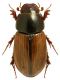 Aphodius lugens.jpg
