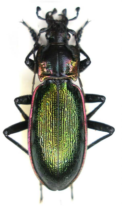 Chrysocarabus olympiae_male.jpg