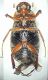 Triodontella demelti male ventral side.JPG