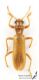 Opilo_pallidus_C01529.JPG