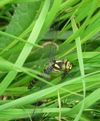 Cordulegaster sp. - Bílé Karpaty.JPG