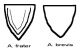 A.frater vs. A.brevis.jpg