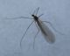 diptera2.jpg