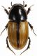 Aphodius (Esymus) merdarius.jpg