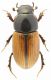 A. merdarius - male.JPG