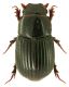 Aphodius (Ammoecius) brevis.jpg