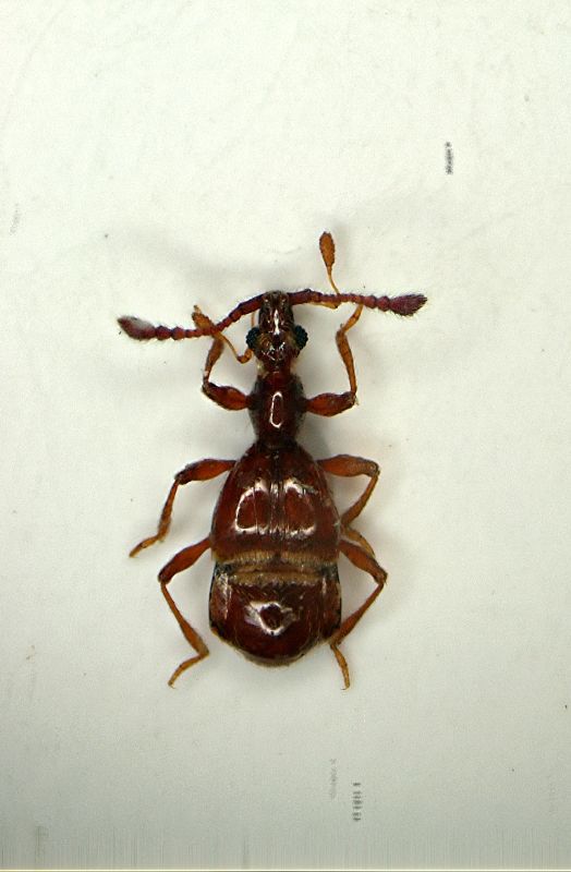 z Pselaphus heisei b 2mm.JPG