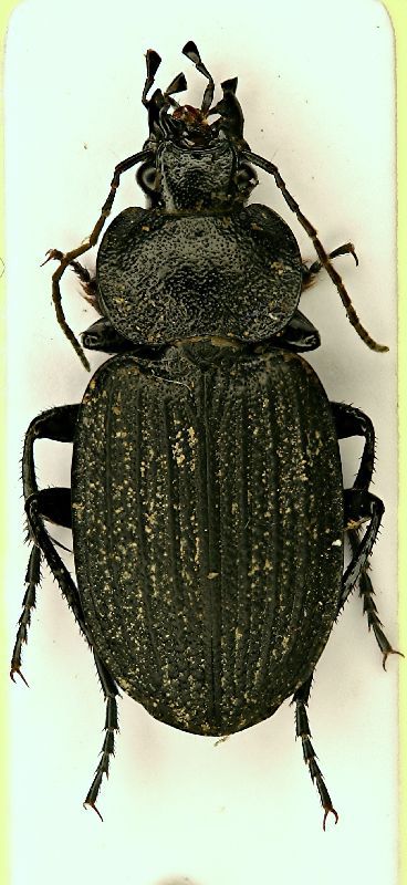 z Licinus silphoides 15mm.JPG