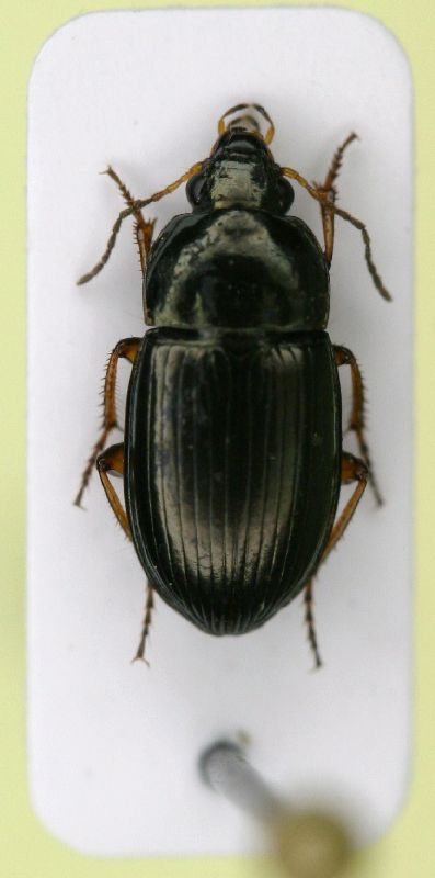 z Amara familiaris 6mm.JPG