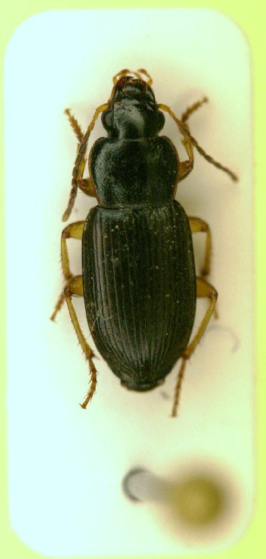 z Parophonus maculicornis 6mm.JPG