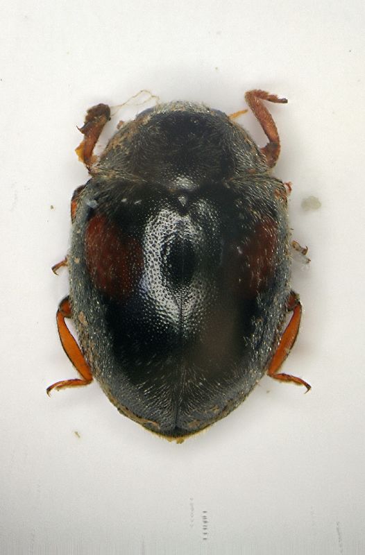 z Scymnus frontalis 3mm.JPG