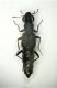 z Stafilinide Stenus  1a sp. 5.5mm.JPG