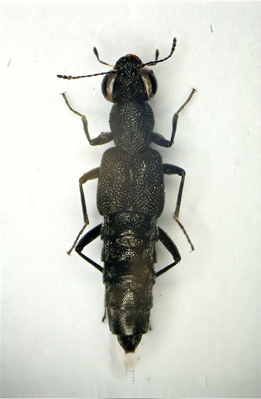 z Stafilinide Stenus  1a sp. 5.5mm.JPG