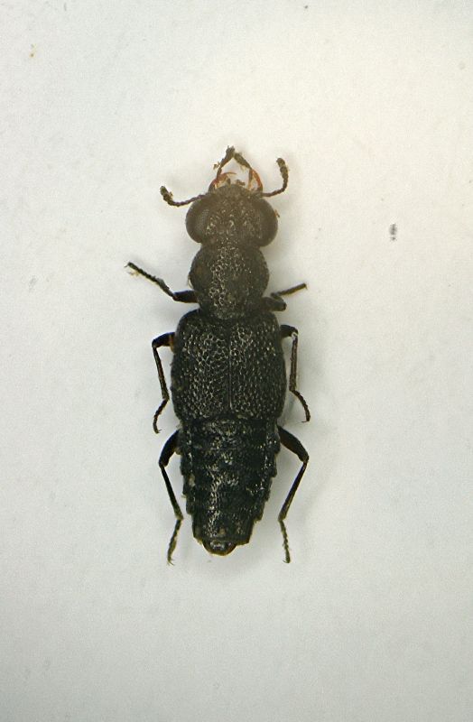 z Stafilinide Stenus  2 sp. 2.2mm.JPG