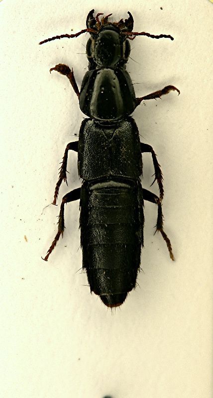 z Quedius tristis 12mm.JPG