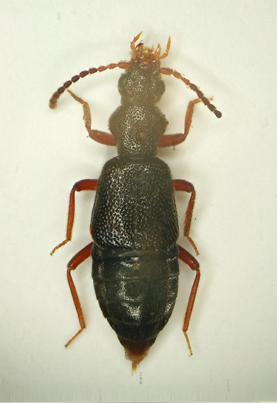 z Lesteva (Lestevidia) punctata 4mm.JPG