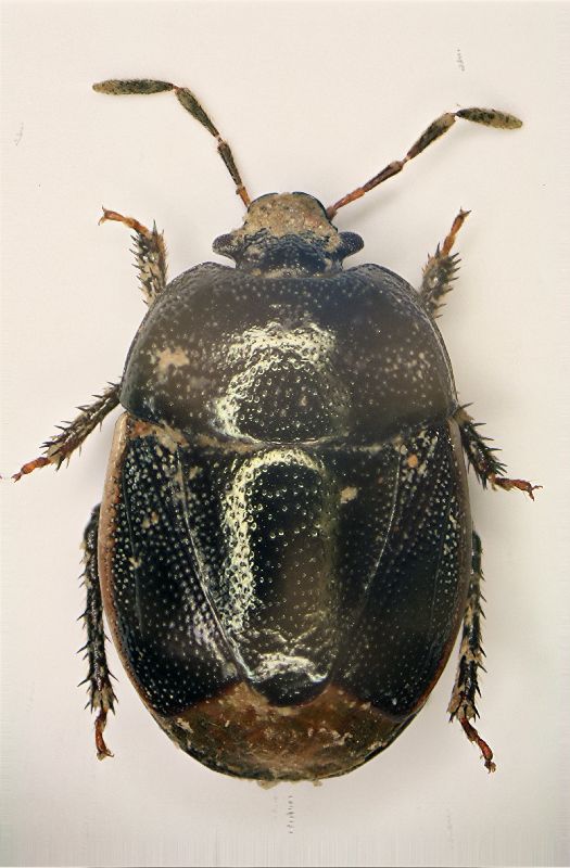 z Legnatus limbosus 4.2mm.JPG