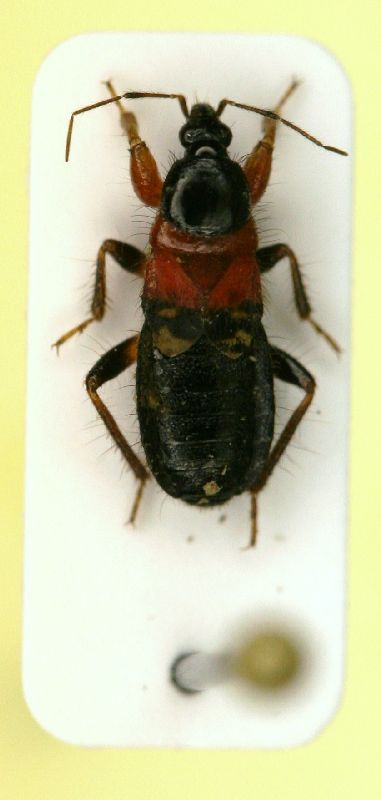 z Prostemma sanguineum 5.5mm.JPG