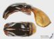 Protaetia_aeruginosa_g_C01579.jpg