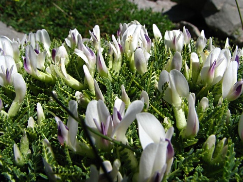 Astragalus angustifolius Lam. 02.jpg