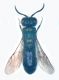 Crisidi 004 copia.jpg