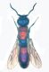 Crisidi 008 copia.jpg