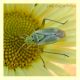 miridae (1).JPG