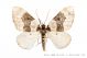 cosmorhoe_ocellata_274.jpg