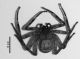 Selenops radiatus.jpg