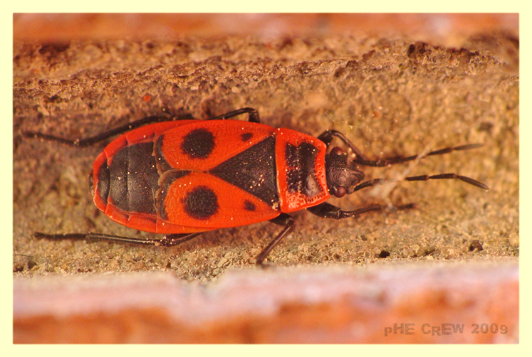 pyrrhocoris apterus.JPG