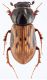 A.affinis (male) 1.JPG