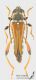 Stenopterus_rufus_s_C01592.JPG