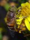 Eristalinus taeniopsmod.jpg