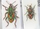 Coniatus-confronto-misure.JPG