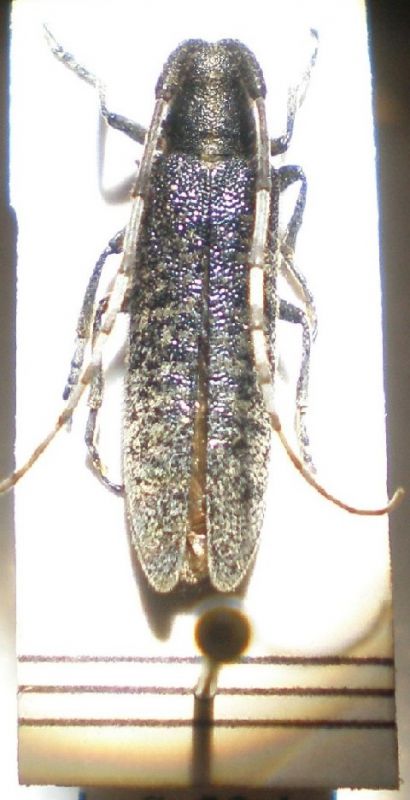 Agapanthia sp .JPG