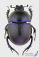 Trypocopris_vernalis_s_C01623.JPG