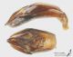 Trypocopris_vernalis_g_C01623.jpg