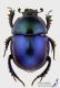 Trypocopris_vernalis_s_C01624.jpg