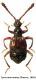Tyrus mucronatus (Panzer, 1805).jpg