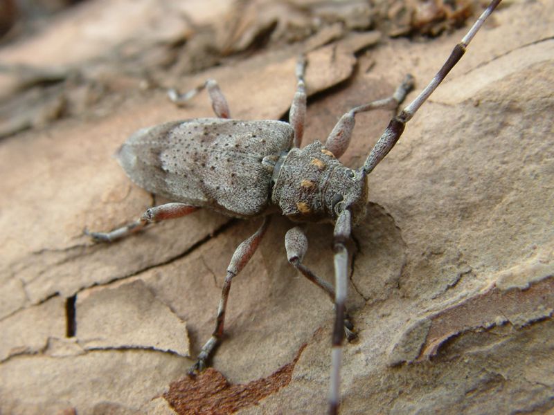 Acanthocinus aedilis 018.jpg