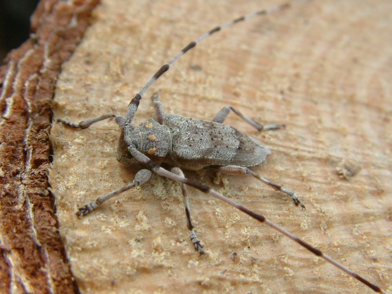 Acanthocinus aedilis 005.jpg