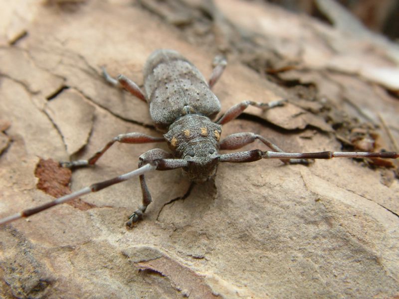 Acanthocinus aedilis 010.jpg