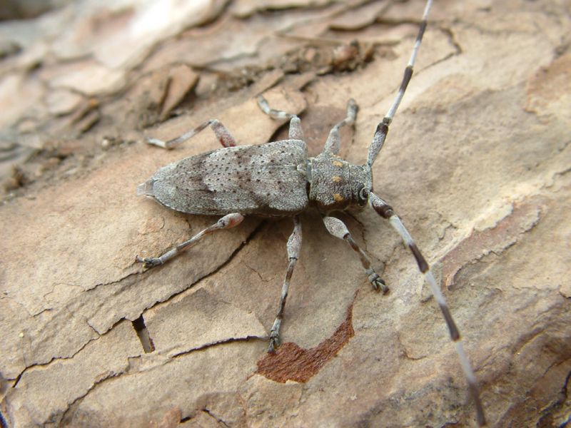 Acanthocinus aedilis 013.jpg