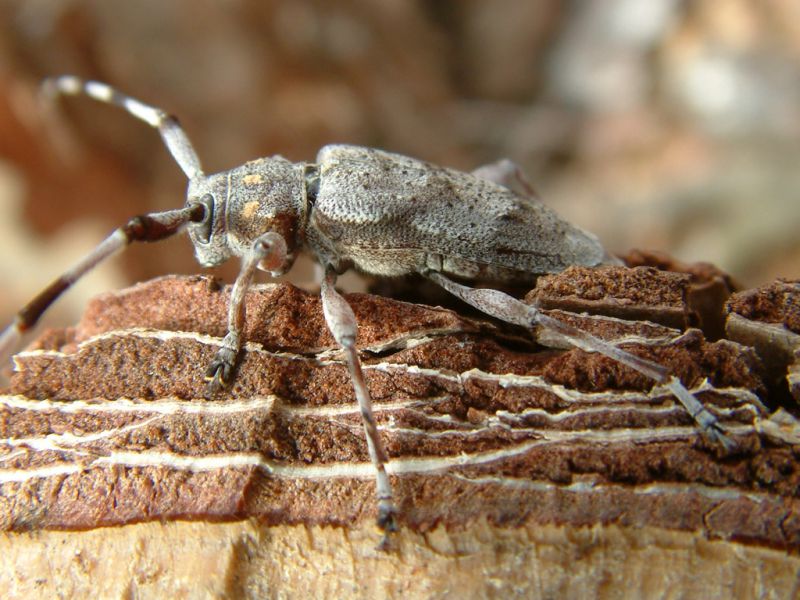 Acanthocinus aedilis 023.jpg