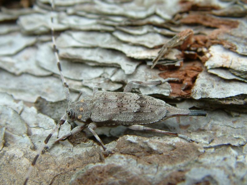 Acanthocinus aedilis 035.jpg