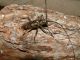 Monochamus sartor 006.jpg