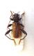Paleocallidium-coriaceum-m-.jpg